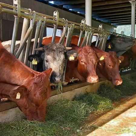 Filzenhof דירה קיצביהל