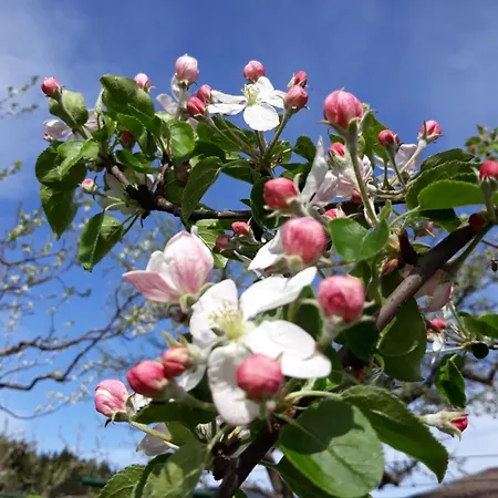 Filzenhof Apartmán *