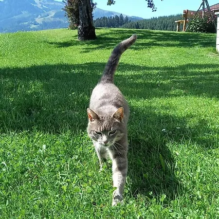 Filzenhof Apartmán *