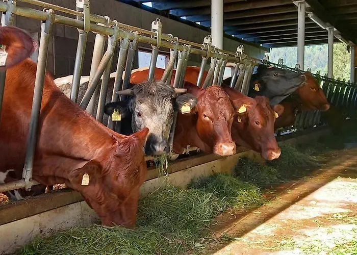 Filzenhof Lejlighed Kitzbühel