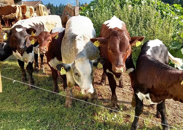 Filzenhof * Kitzbühel