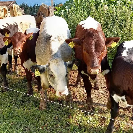 Filzenhof * Κίτσμπουελ