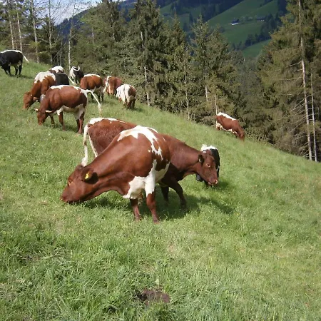 Filzenhof * كيتزبوهيل